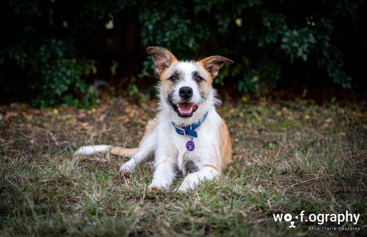 OgraphyWoof's tweet photo. Roza, you have such a beautiful smile ๐
#petphotography #wolfhound #kelpie #dog #photography #photooftheday #animalphotography #petportrait #doglover #doglife #puppylove #rescuedog #fosterdog #dogphotographybrisbane #dogsofbrisbane #puppiesofbrisbane #brisbanepuppies https://t.co/kvWwSRRKI4
