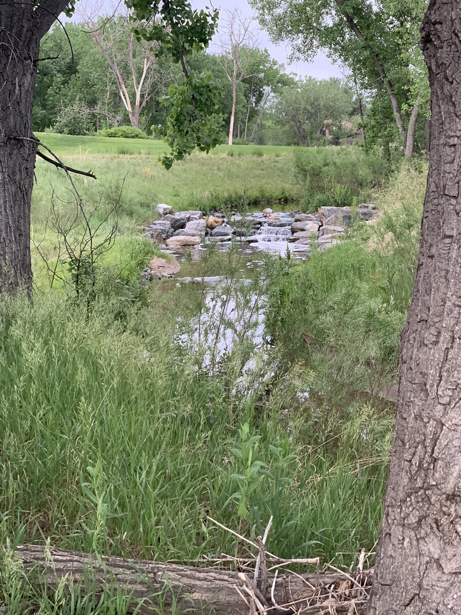 LBopenbook's tweet photo. Before bed walk through our neighborhood with lots of lovely nature pals #blessingsofColorado #outsideoasis #walkforpeace https://t.co/XsQutKy6Lz