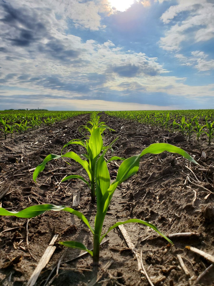 Lindsey Berg tweet media