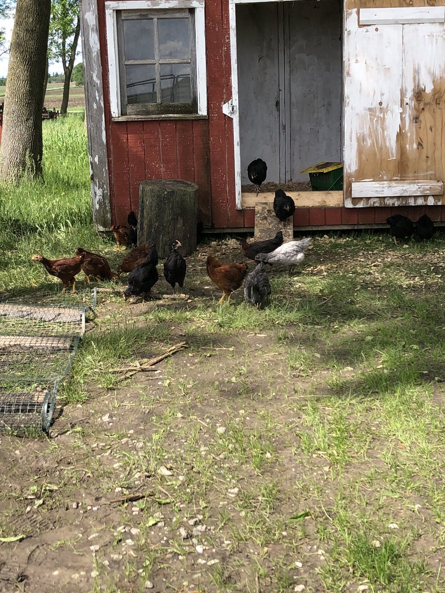 kdscott4's tweet photo. @Stu4ISU @mtvalleymark Our girls are 5 weeks. Let them out to start free range this week. So far so good, they all go right back in easily. https://t.co/E4BNHCsmIo