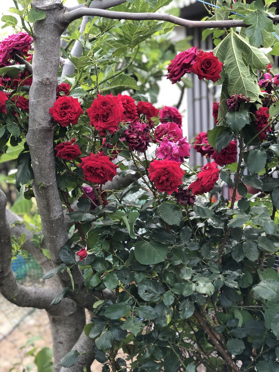 Epikouros43's tweet image. Καλημέρα φίλες κ φίλοι, συντρόφισσες κ σύντροφοι, αγαπητά μου παιδιά.Κυριακη, 31 του Μαη σήμερα.Σας στέλνω ευχές για υγεία κ χαρές με τα λουλούδια του Μαη. Από αύριο καλοκαίρι, ετοιμάστε βαλίτσες κ δρόμο.