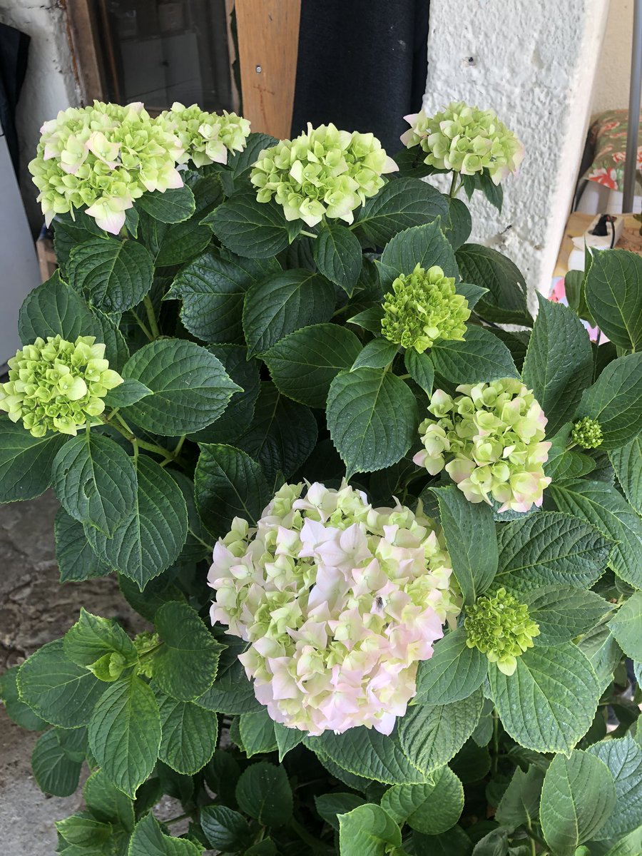 Epikouros43's tweet image. Καλημέρα φίλες κ φίλοι, συντρόφισσες κ σύντροφοι, αγαπητά μου παιδιά.Κυριακη, 31 του Μαη σήμερα.Σας στέλνω ευχές για υγεία κ χαρές με τα λουλούδια του Μαη. Από αύριο καλοκαίρι, ετοιμάστε βαλίτσες κ δρόμο.