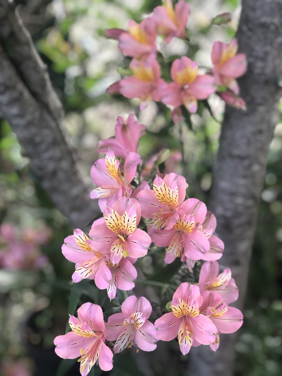 Epikouros43's tweet image. Καλημέρα φίλες κ φίλοι, συντρόφισσες κ σύντροφοι, αγαπητά μου παιδιά.Κυριακη, 31 του Μαη σήμερα.Σας στέλνω ευχές για υγεία κ χαρές με τα λουλούδια του Μαη. Από αύριο καλοκαίρι, ετοιμάστε βαλίτσες κ δρόμο.