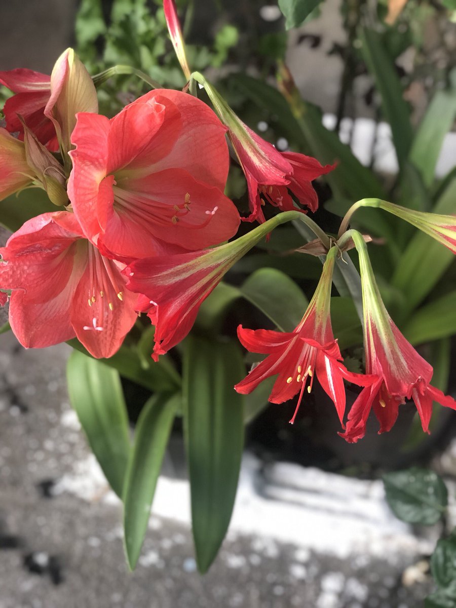 Epikouros43's tweet image. Καλημέρα φίλες κ φίλοι, συντρόφισσες κ σύντροφοι, αγαπητά μου παιδιά.Κυριακη, 31 του Μαη σήμερα.Σας στέλνω ευχές για υγεία κ χαρές με τα λουλούδια του Μαη. Από αύριο καλοκαίρι, ετοιμάστε βαλίτσες κ δρόμο.