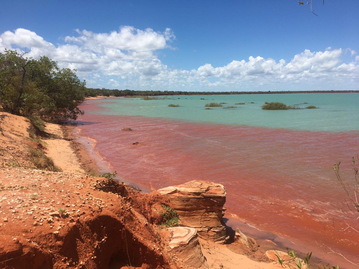 Broome Bird Observatory tweet media