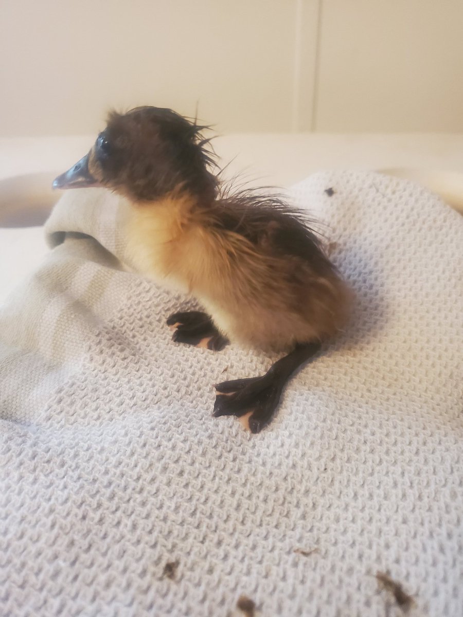 fsjrancherswife's tweet photo. Another duck hatched 🦆
#Hatching2020 #Ducks #HopefullyMoreJoin #OurHouseIsLoud https://t.co/ZKuuWtgf0U