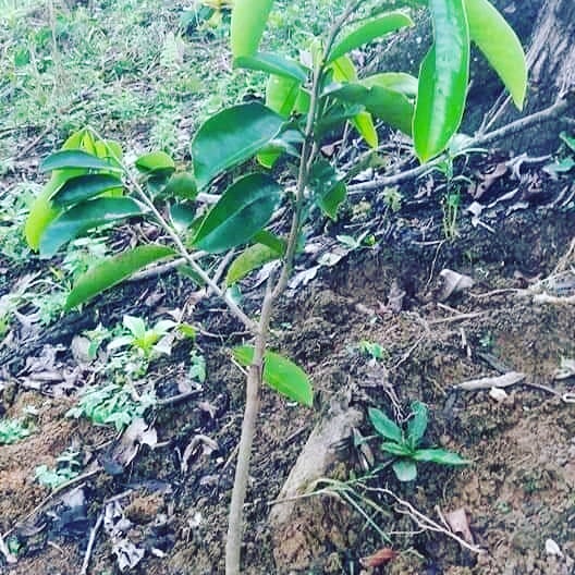 DannyCarrillo95's tweet photo. Felicitamos ha  nuestro 1mer Enbajador  Angel y su familia González - Sauca pertenecientes al cantón Centinela del Cóndor barrio San Francisco, pueblo Saraguro, Finca Samay se suma a Permatree Superfoods  #permatreesuperfoods #permatreecafetipikas #permatree #mujerrural #samay https://t.co/X4eBSXNW8k