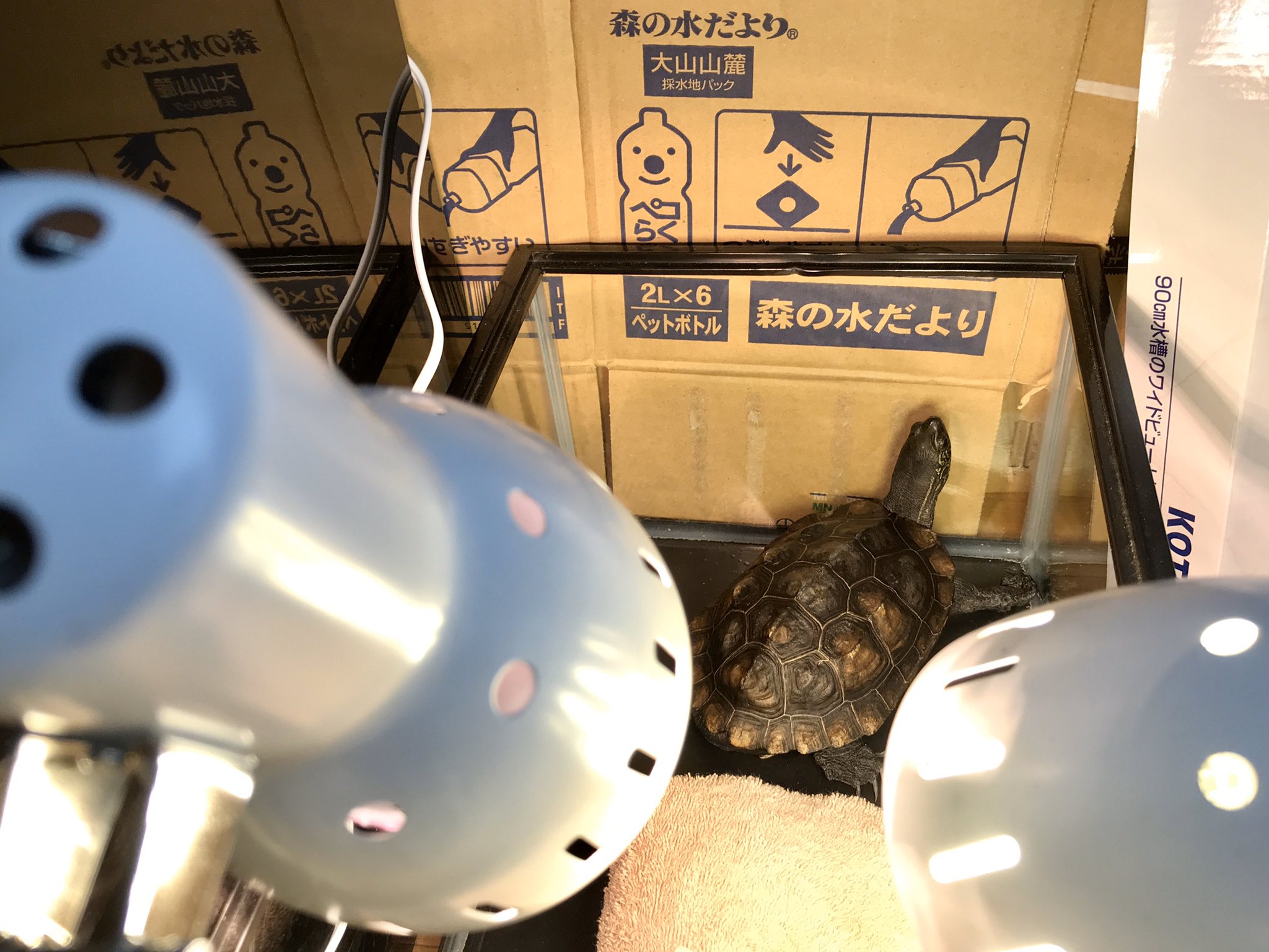 تويتر クサガメたわし على تويتر 毎週のフィルターそうじ 例によって干して待機です たわし水槽では毎日の換水は約5l フィルターそうじの日は約10l 日光でカルキ抜きした水を使います 今日は少し冷えるので煮沸したお湯で温度合わせ 亀 カメ クサガメ