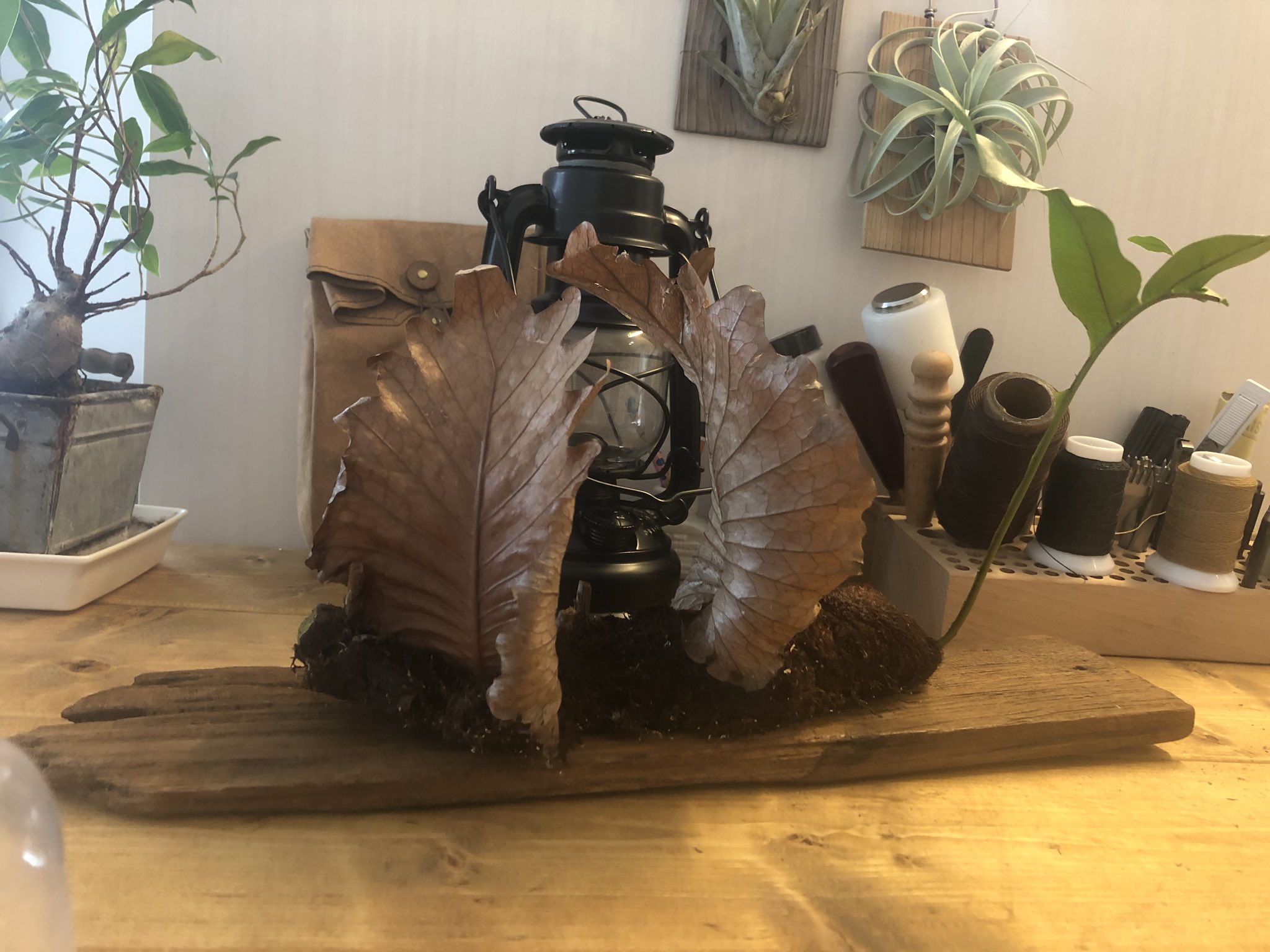 ドリナリア クエルシフォリア 板付 吊り ドリナリア クエルシフォリア