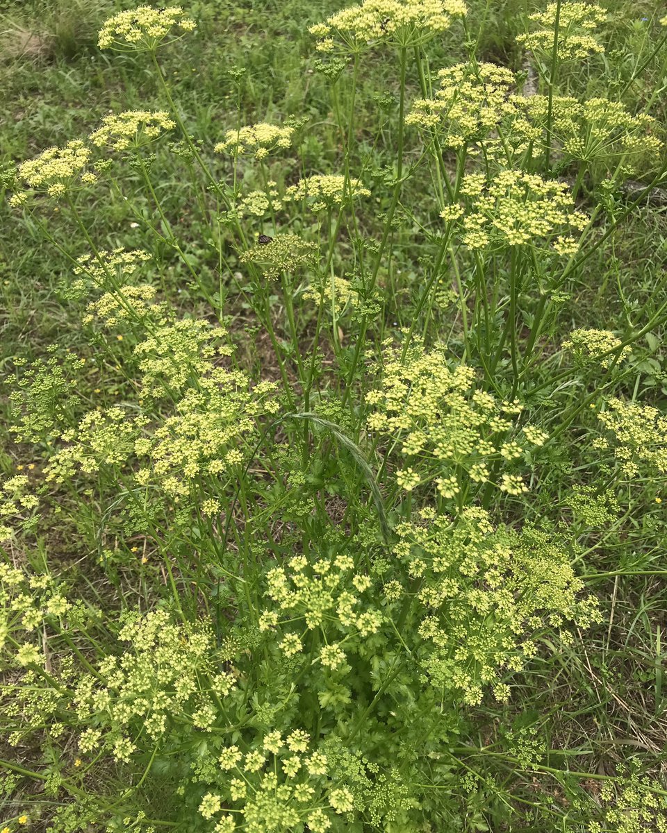 松田香草 イタリアンパセリの花 2年草なので 2年目の今年は花が咲いてタネが付き 枯れます タネをたくさん採って また蒔こう 1 2株あれば長期間食べ放題です イタリアンパセリ B カロチンやビタミンk E C 鉄分 食物繊維 カルシウムなど