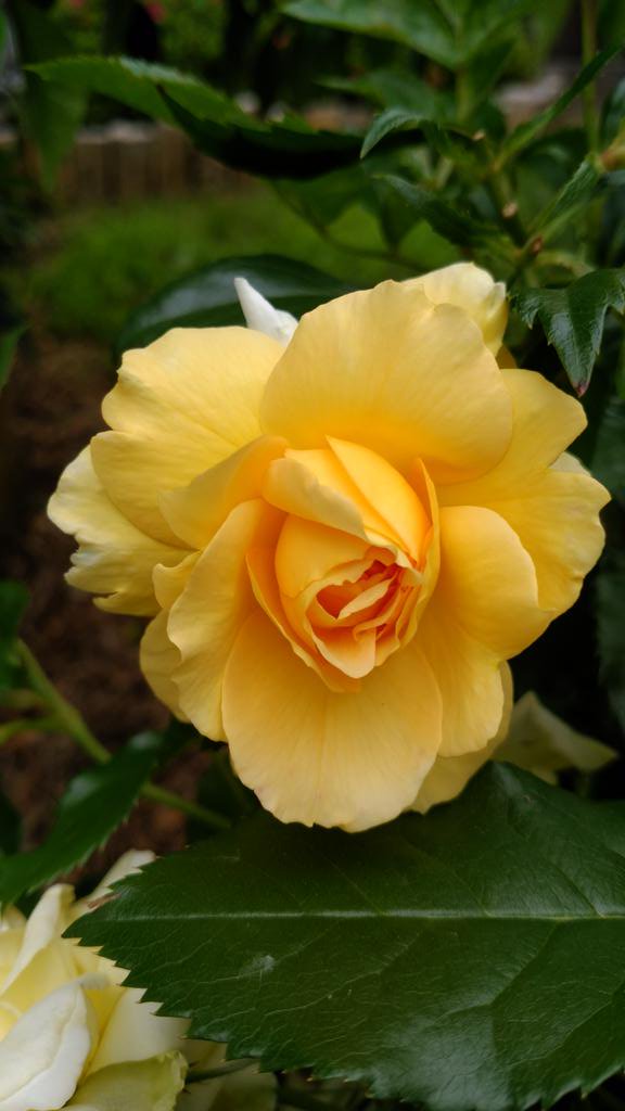 日向 丸朗 525ta2aki Twitter