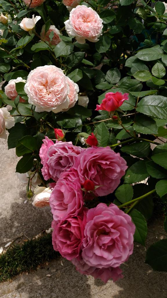 日向 丸朗 525ta2aki Twitter