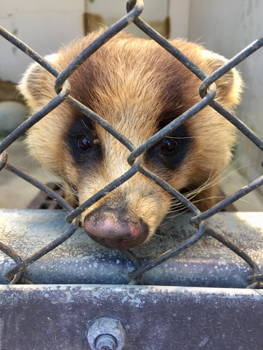 [最も好ましい] あ から 始まる 動物 481783あ から 始まる 動物 人気