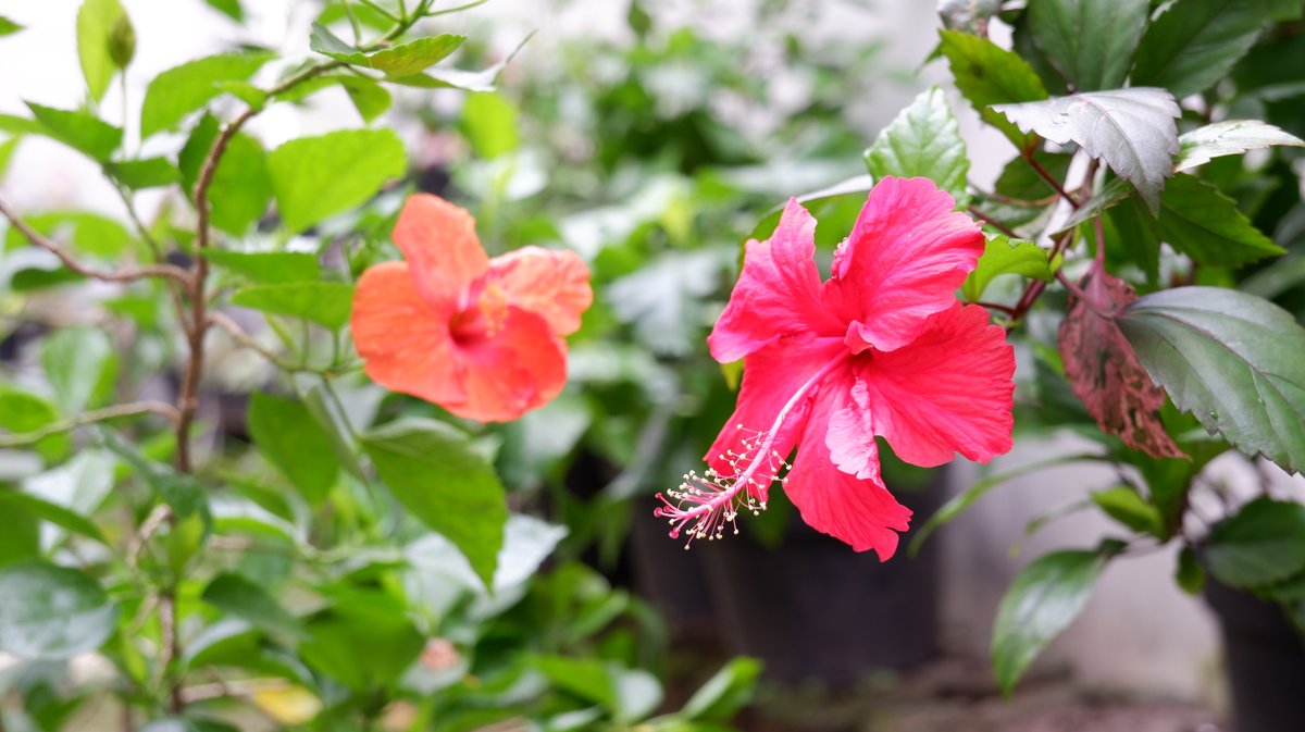 インドネシアで 靴の花 と呼ばれるハイビスカス 花言葉は 繊細な美 バテラハイシステム