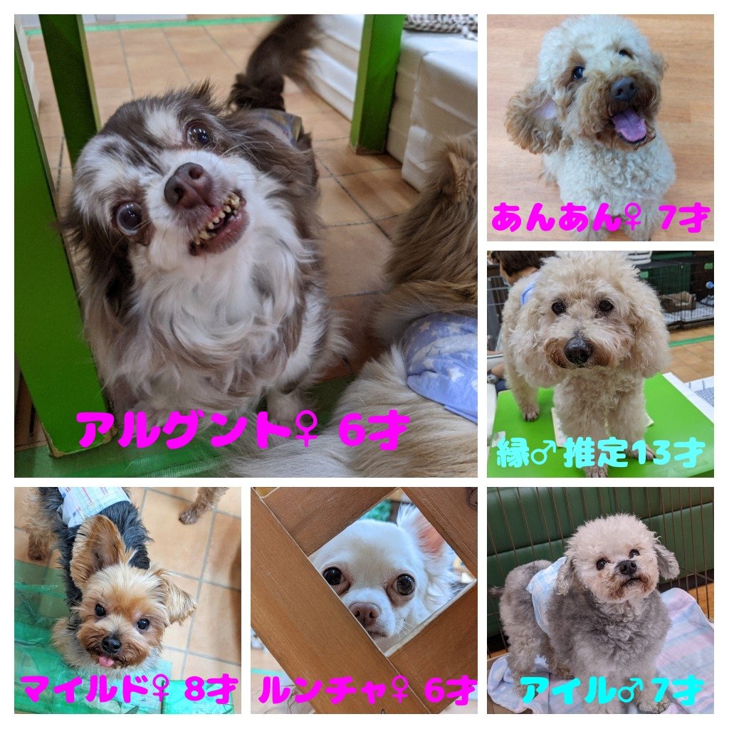 歌丸 Utamaru 00 Twitter