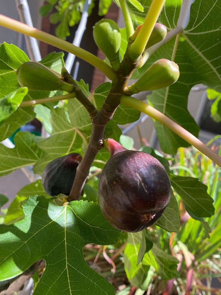 Después de mucho esperar, la Higuera que planté rindió frutos!!! 😍
Alguna receta que me recomienden?