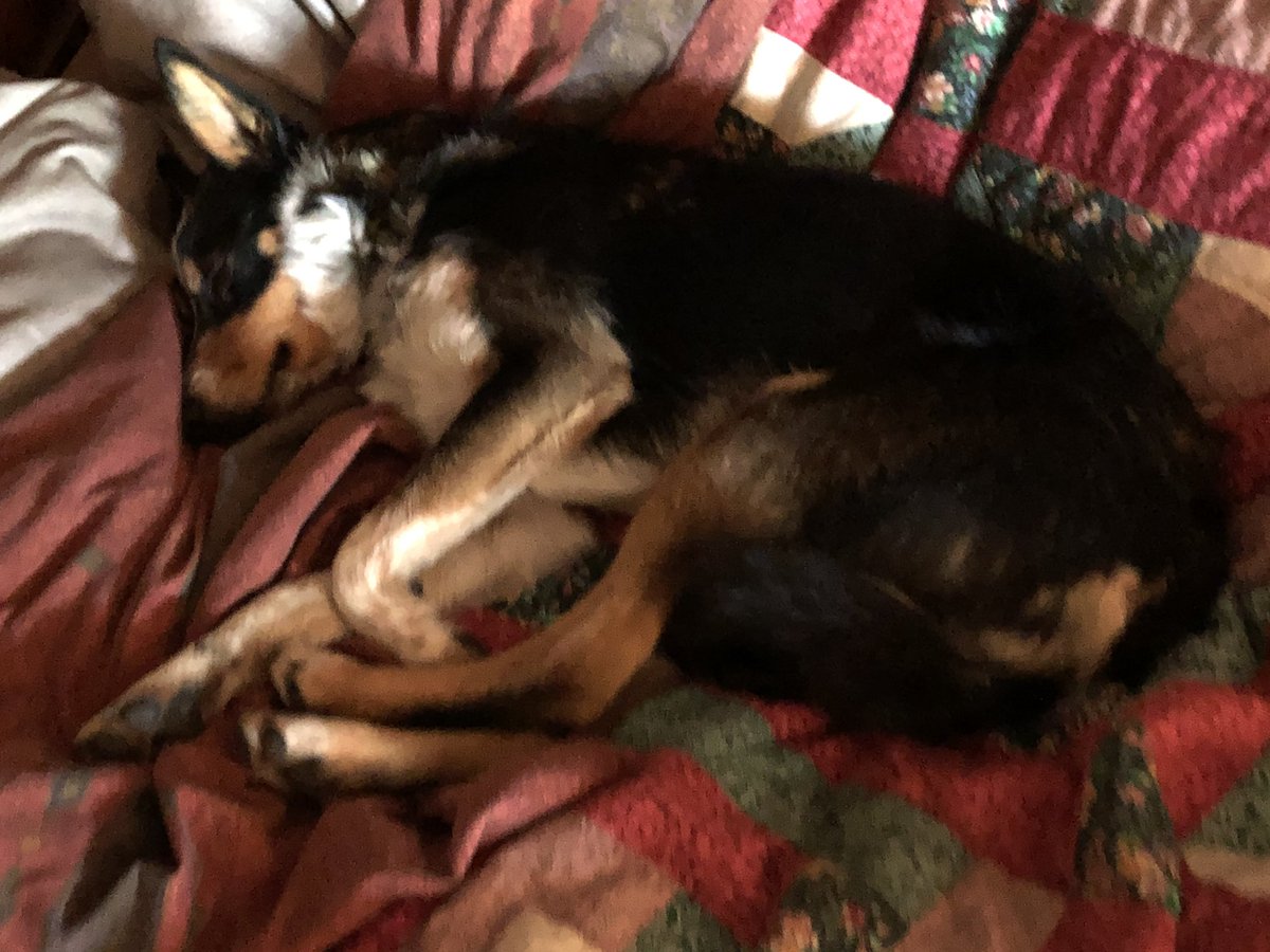 Looks like another gorgeous day, and pup’s gone back to bed 🥰🐾🤣. Well, it is Sunday...
#sheepdog #sleepin #sgip