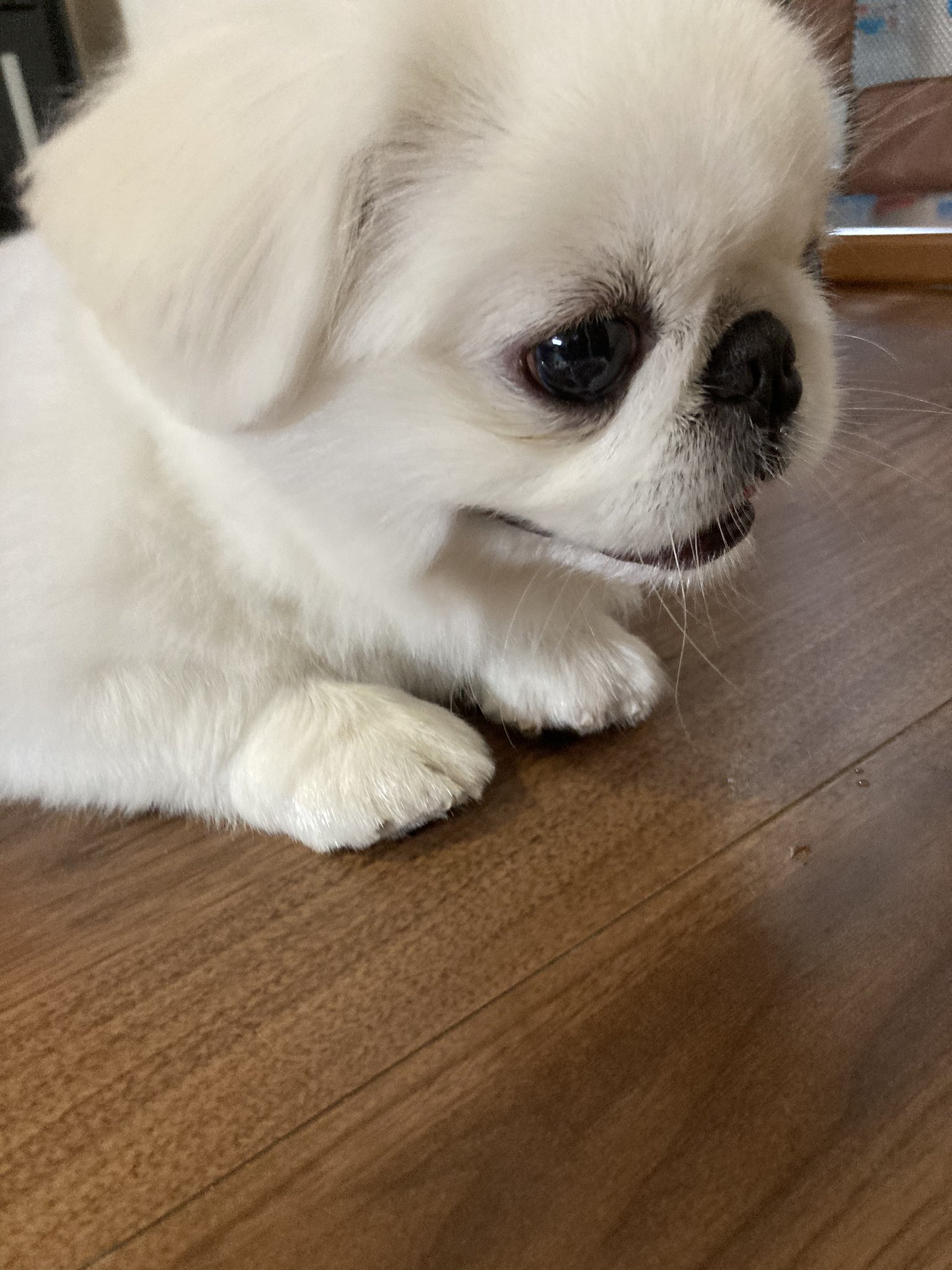 くさのうえのひよこ トリミングしてきました しっぽライオン ペキニーズ コアラカット しっぽライオン T Co Dfob0lzgmp Twitter