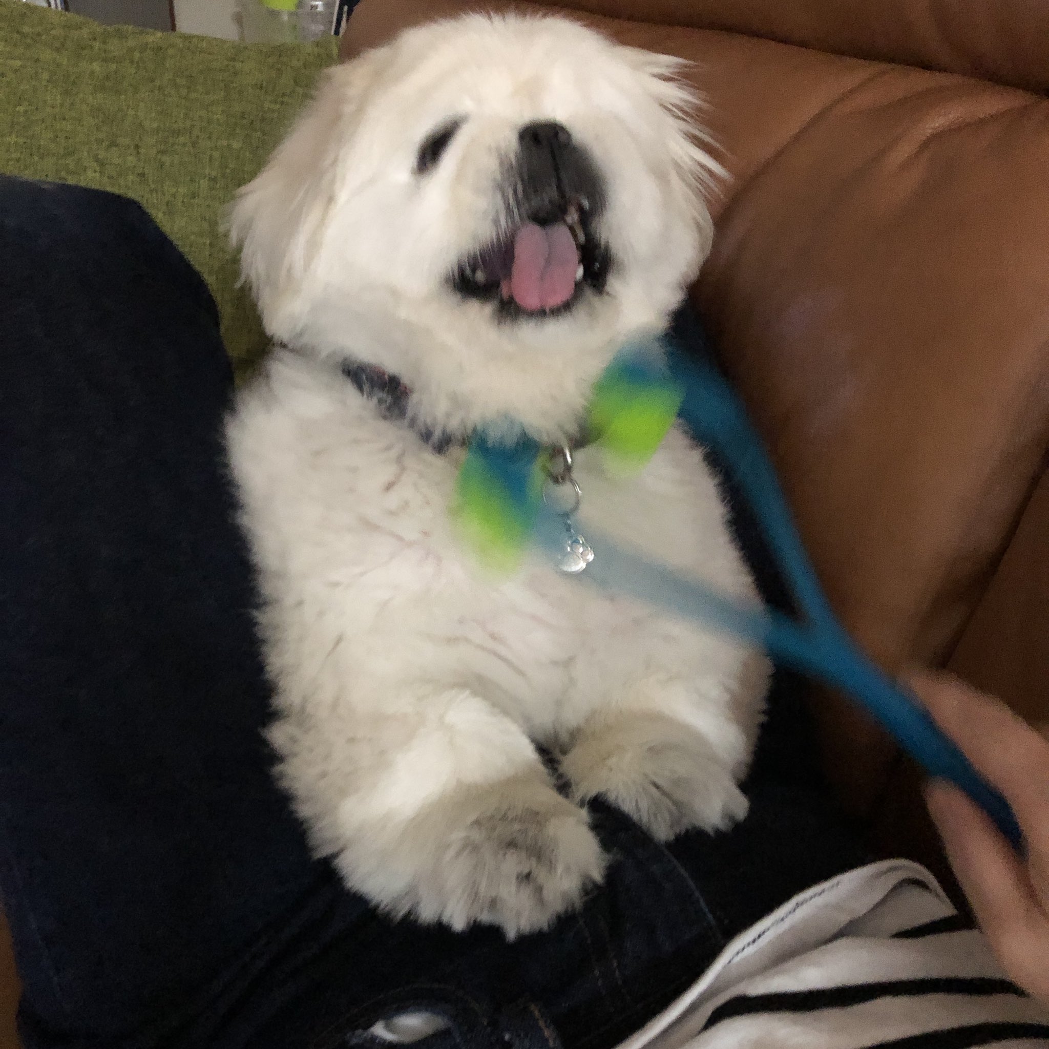 ヨウダ ロベ君に 犬用マッサージ機を買ってきたけど 嫌みたい ペキニーズ 情けない顔選手権 T Co 9x9sdnuc Twitter