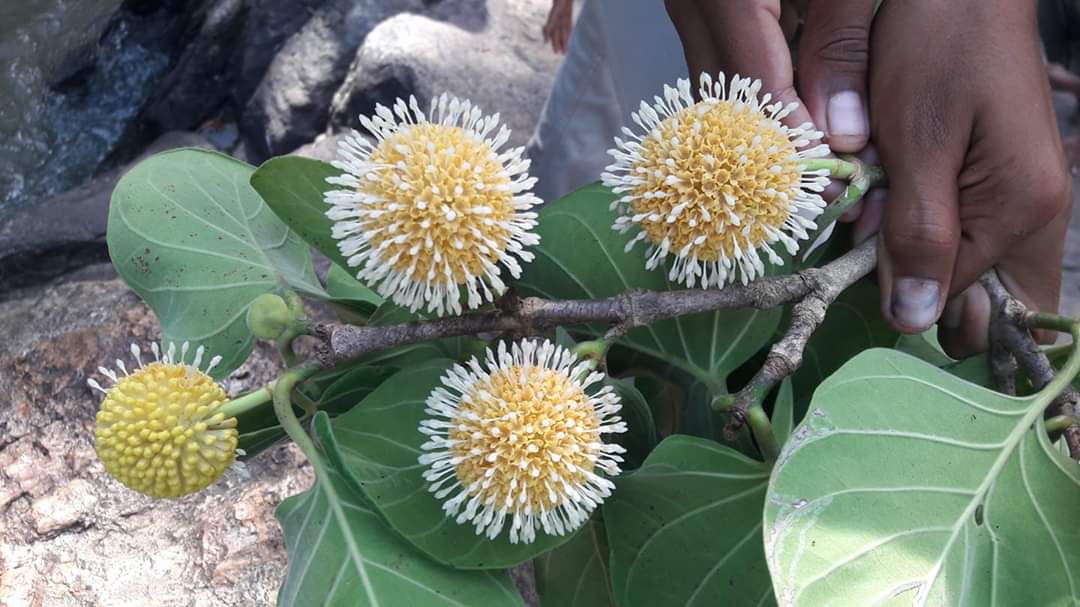 #CoronaFlower
Family -Rubiaceae
Scientific Name-Nauclea orientalis 
(බක්මී මල) 🇱🇰
m.youtube.com/watch?v=ywZuT8…