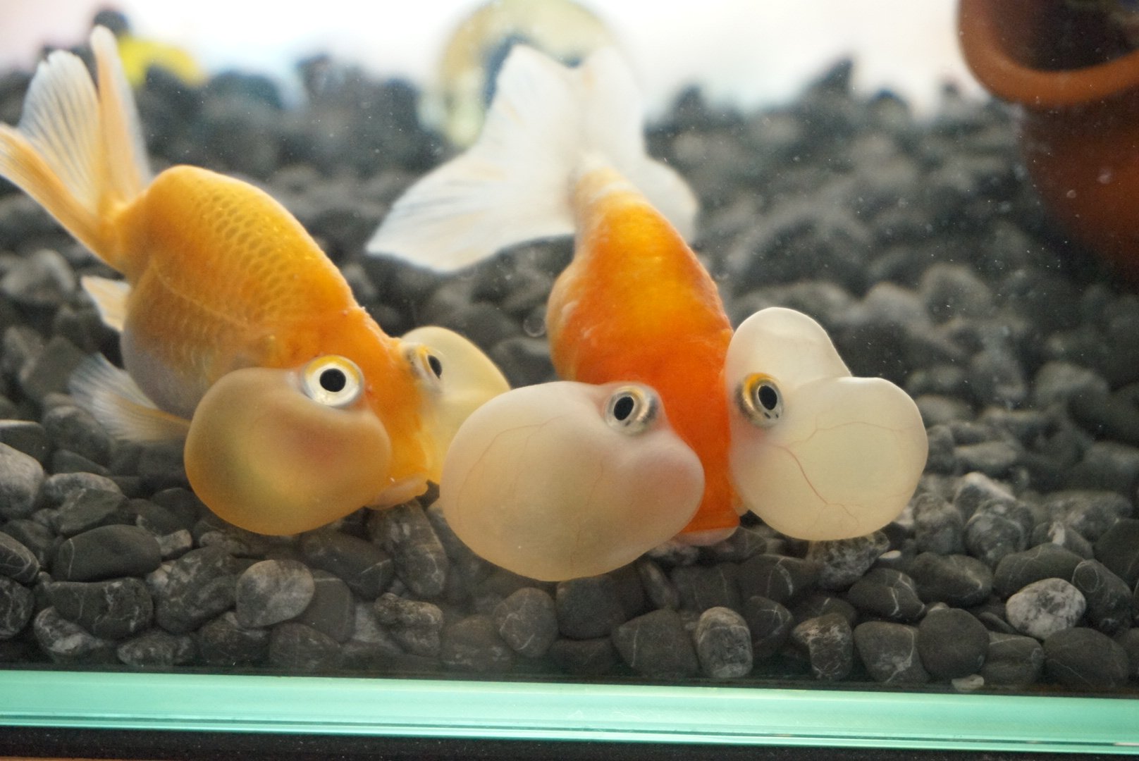 ここちー 今日も寄り添っております 水換えして洗顔したおかげか ぷるおのニキビ小さくなりました 笑 バーレーン の腰あたりに付いてる白いフワッてるのはまだありますが小さくなった気がします これもニキビ いや 違うだろうな スイホウガン