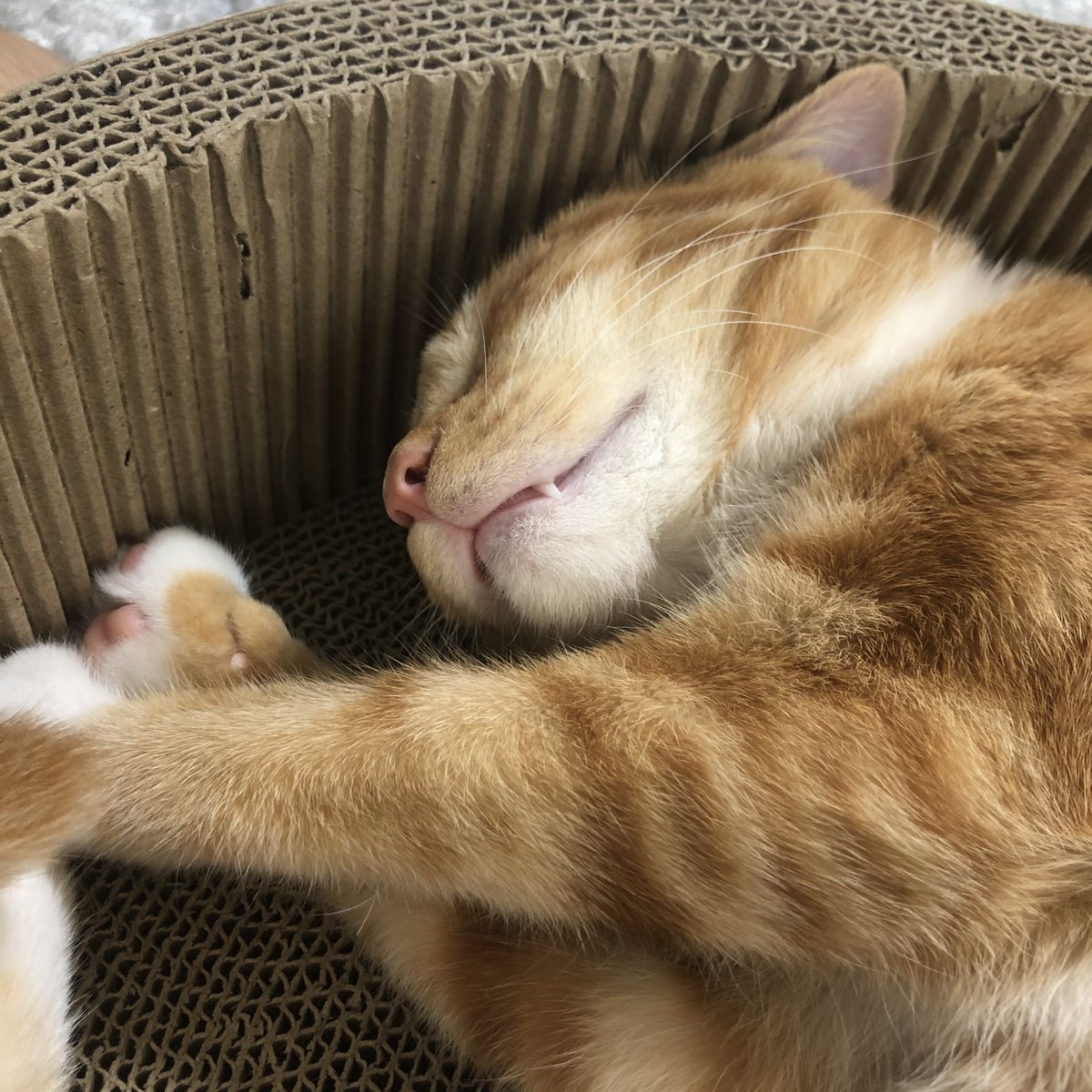 이렇게 귀 뒤로 넘어간 상태를 '강아지고양이'라고 합니다