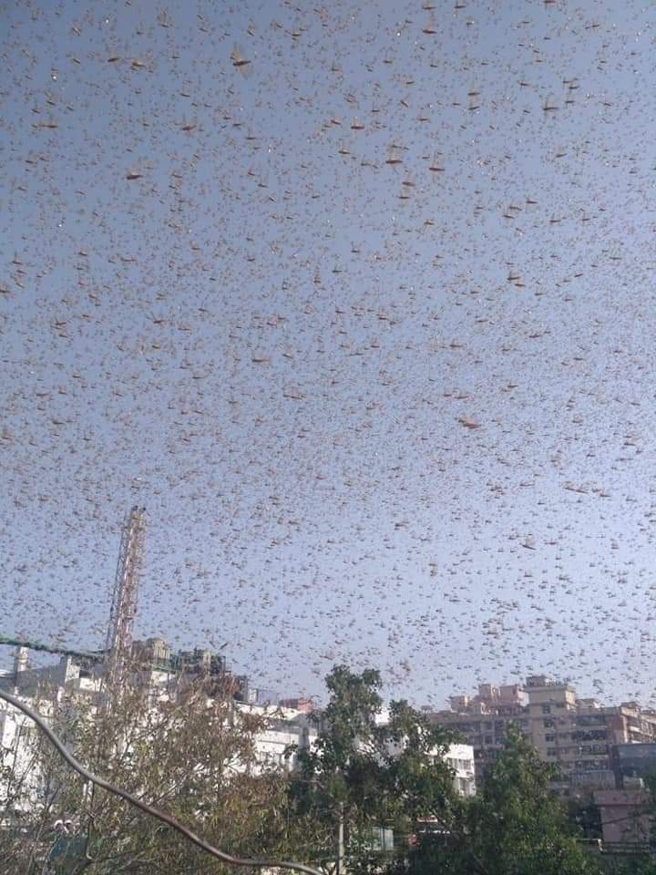TariqAz07268535's tweet photo. मिस्र का बादशाह फ़िरौन जब अपनी प्रजा में भेद भाव और अन्याय करने लगा तो उसके देश में टिड्डियों का अज़ाब आया।  #क़ुरआन https://t.co/WMwRH5z0Fs