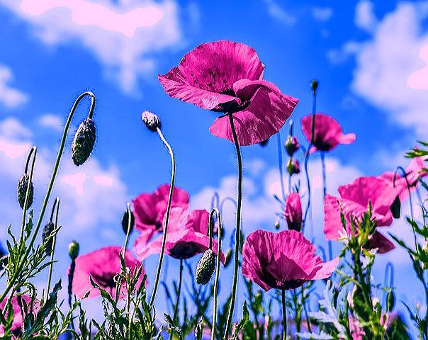 A_R_TforPEACE's tweet photo. Dear friends, I am very sorry, but I can neither RT a lot nor write : after a fall, I have my hand and arm in plaster.

I’m trying to do my best, but I apologize if I can’t answer each of you as usual.

Thank you very much for your Rts, ❤ and follows.

Take care of yourself. https://t.co/8xKe8v5W1H