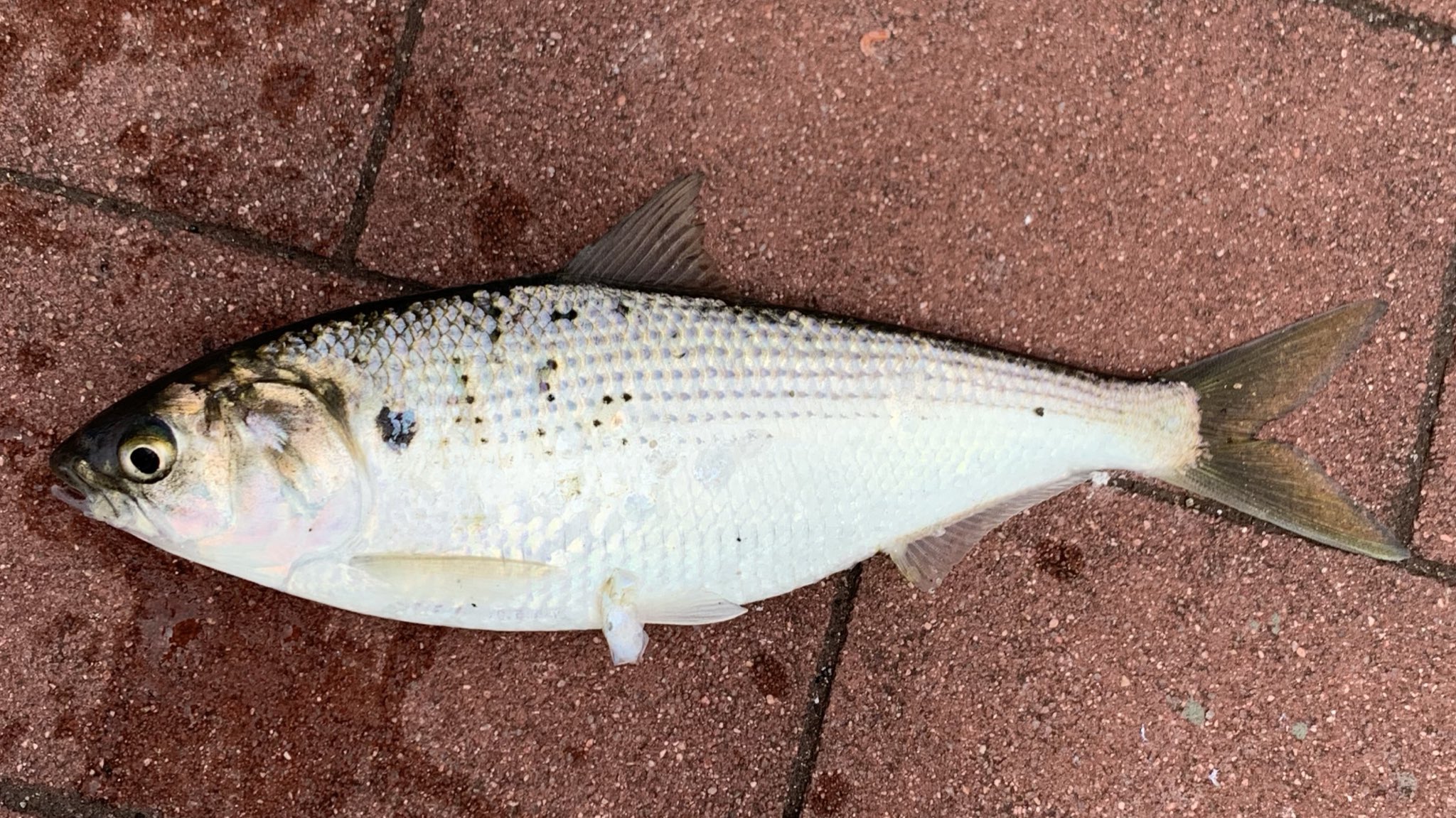 たち うお サビキでコノシロゲット コノシロで泳がせ釣りに挑戦するも不発 これで来たらランカーかな コノシロ5匹でフィニッシュです 5 31日 08 30 14 00 豊洲ぐるり公園 曇り ぶっ込み イソメ サビキ サビキ針のみ 泳がせ コノシロ