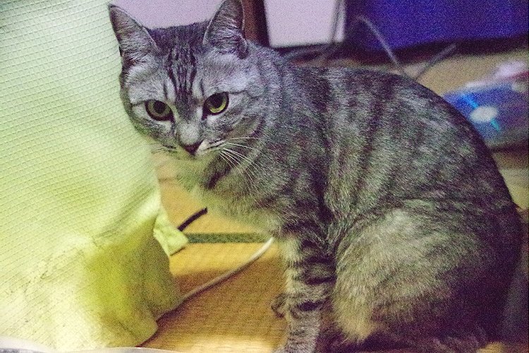 ねこ傀儡 愛猫 猫のいる生活 4歳と9か月になりました 頭の上に尖った耳があるのが好き ヒゲが好き 肉球好き 縞々模様好き しっぽが長いの好き 食べて いるところ好き 鳴き声好き 寒い時期に膝に乗ってきたり ふとんに潜ってくるの好き もふもふ