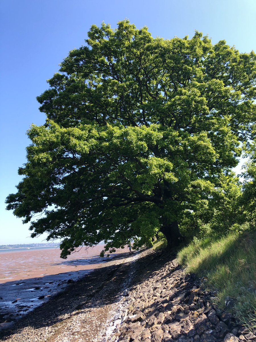 River Exe estuary, Powderham, Devon ❤️ #beautiful #devon #glrious #sunshine #May2020 #estuary #railwayline