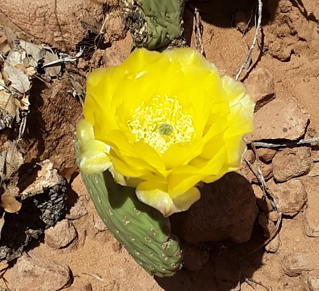 azrial257's tweet photo. We must learn to love every part of ourselves. The gorgeous flowers as well as the prickly thorns. Every part has a purpose and is beautiful in itself. https://t.co/aimgPWBail