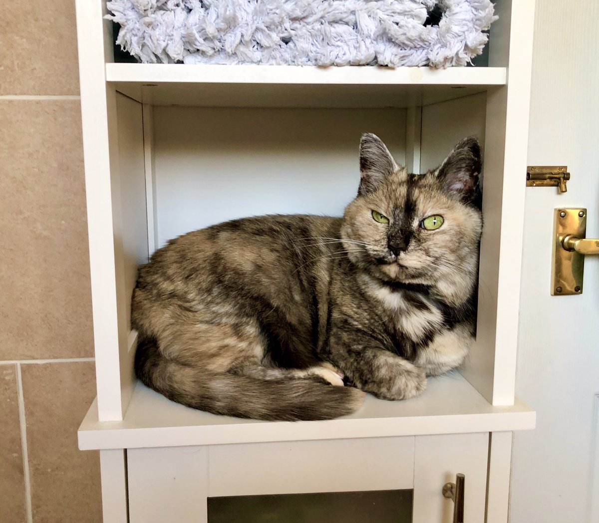 bathroom towel shelf rack