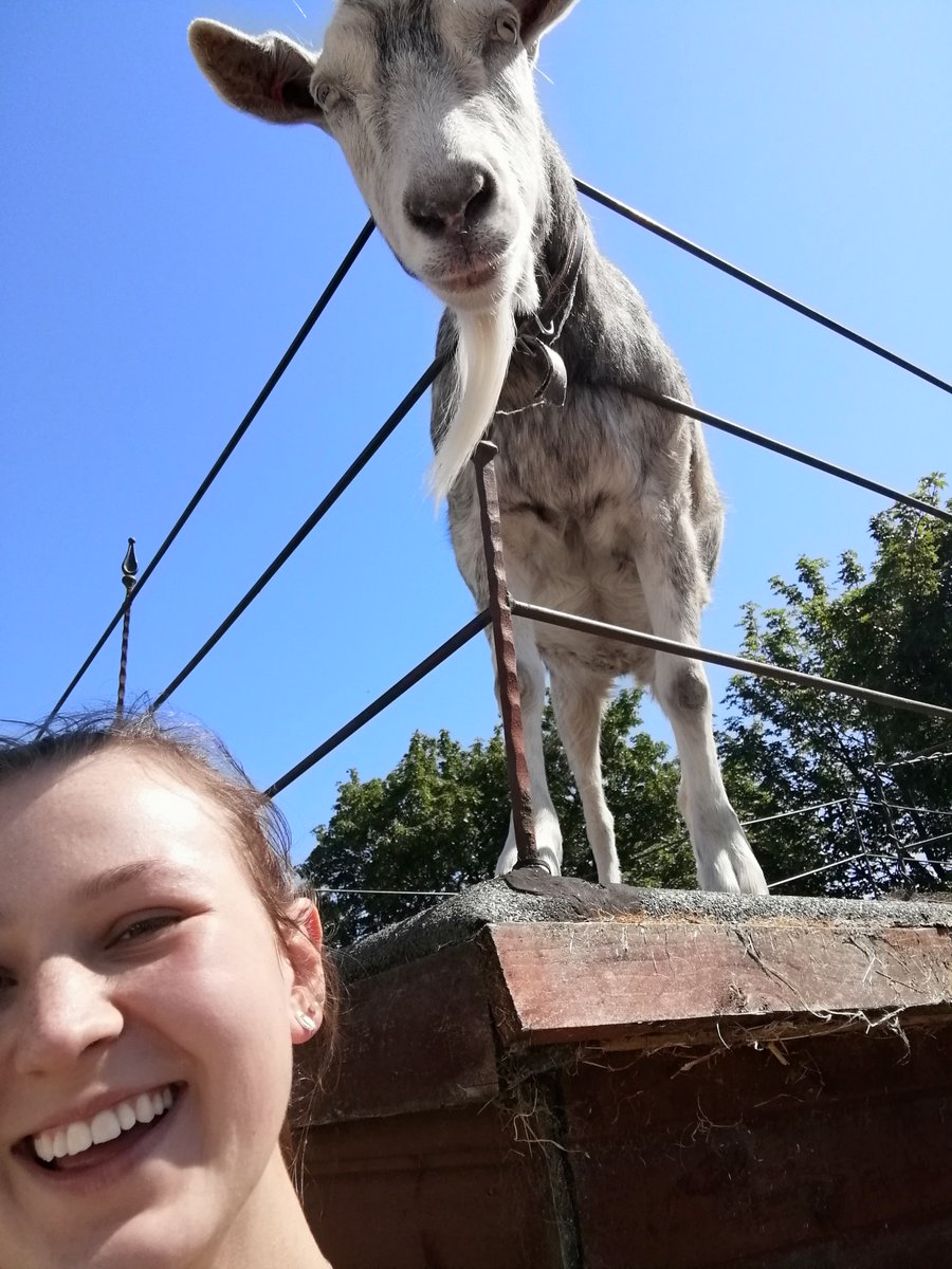 anti nausea medicine for dogs