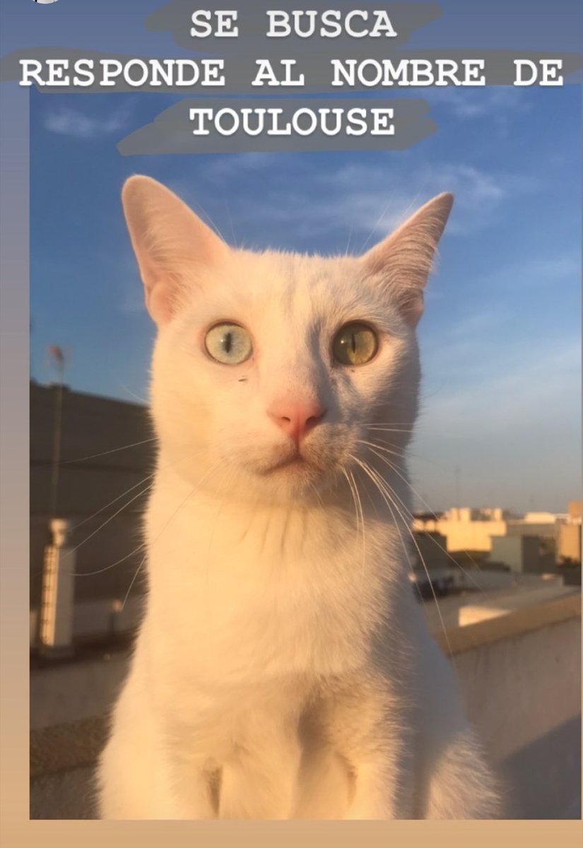 Ornitorrinco_CR's tweet photo. Es el gato de mis primas
Se ha perdido esta mañana por Alboraya (Valencia)

Si podéis dar RT y compartir aunque no seáis de por aquí lo agradecería, para que llegue a más gente ♥️ https://t.co/ykAnIq559d