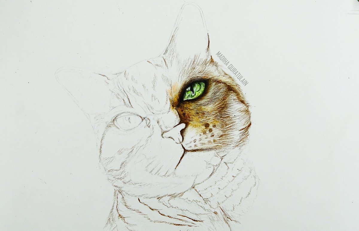 Drawanart_'s tweet photo. Cat Drawing | Progress shot 01 | Upcoming Tutorial On my Youtube Channel.
https://t.co/J3qdCfbYfD https://t.co/eR5s6oSbMW
