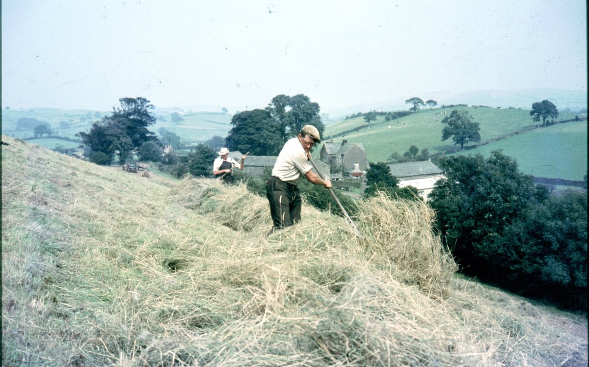 Back when my dad was a teenager (about 1965) they used to haytime the breast. Mowed with a finger-bar mower on the top side of the tractor, scaled it by hand with a fork and then raked down onto the flat by the hedge to bale.Hugh (farm worker) in front & My grandad behind 