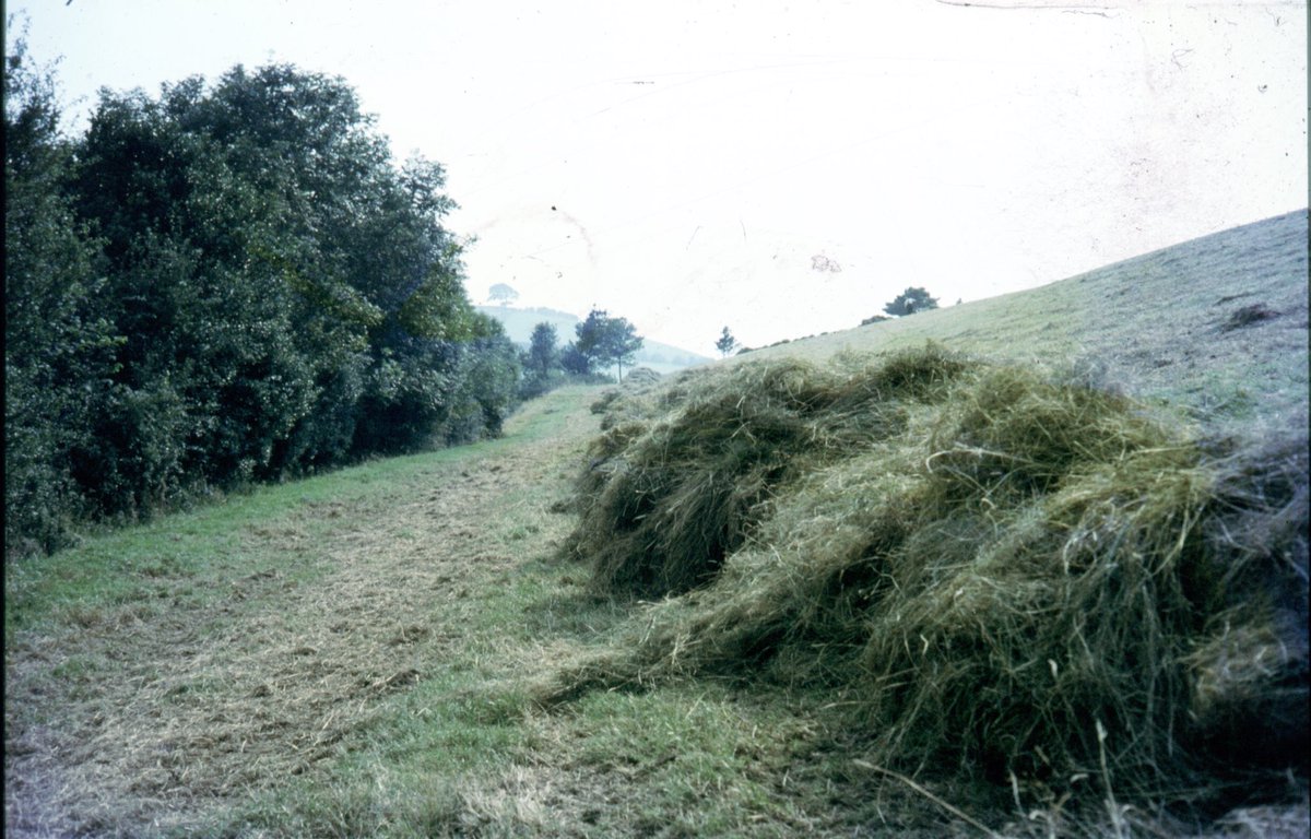 The row was that big by the time they’d raked it down to the bottom that the bales were touching coming out.Grandad forking every last bit into the baler & Uncle Arthur (the waller in yesterday’s tweet) behind 