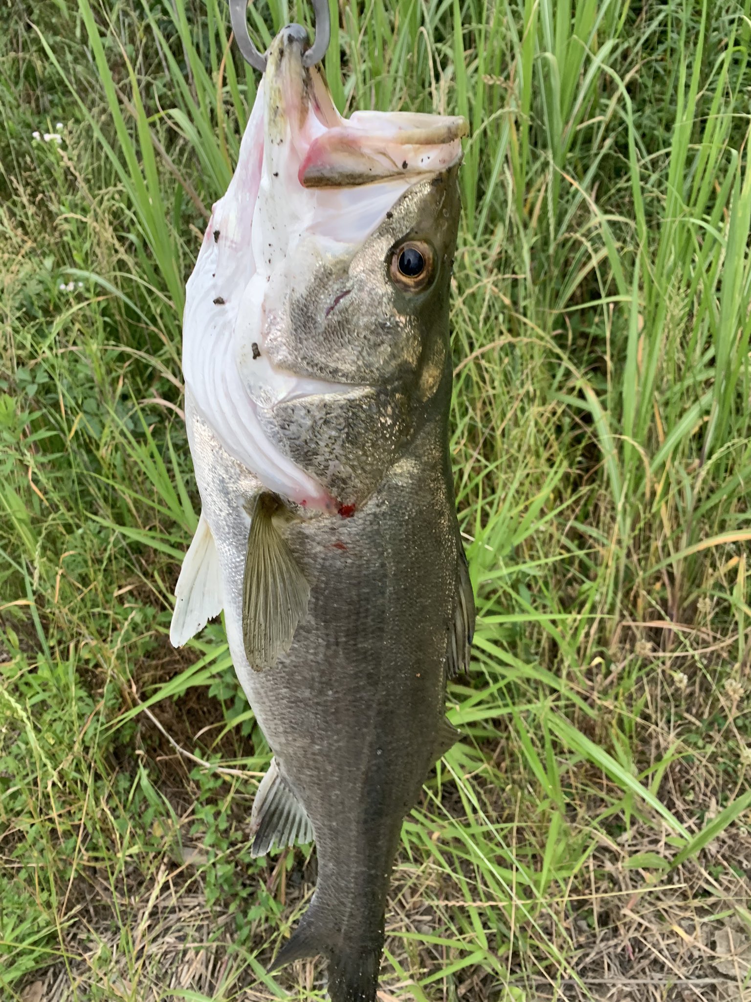きょうすけ 77センチの太い筑後川シーバス ただ魚が少ないみたいです T Co Sr5eeuboax Twitter