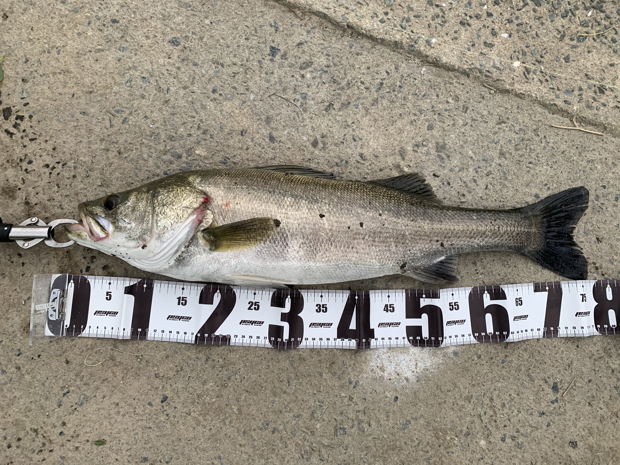 きょうすけ 77センチの太い筑後川シーバス ただ魚が少ないみたいです T Co Sr5eeuboax Twitter