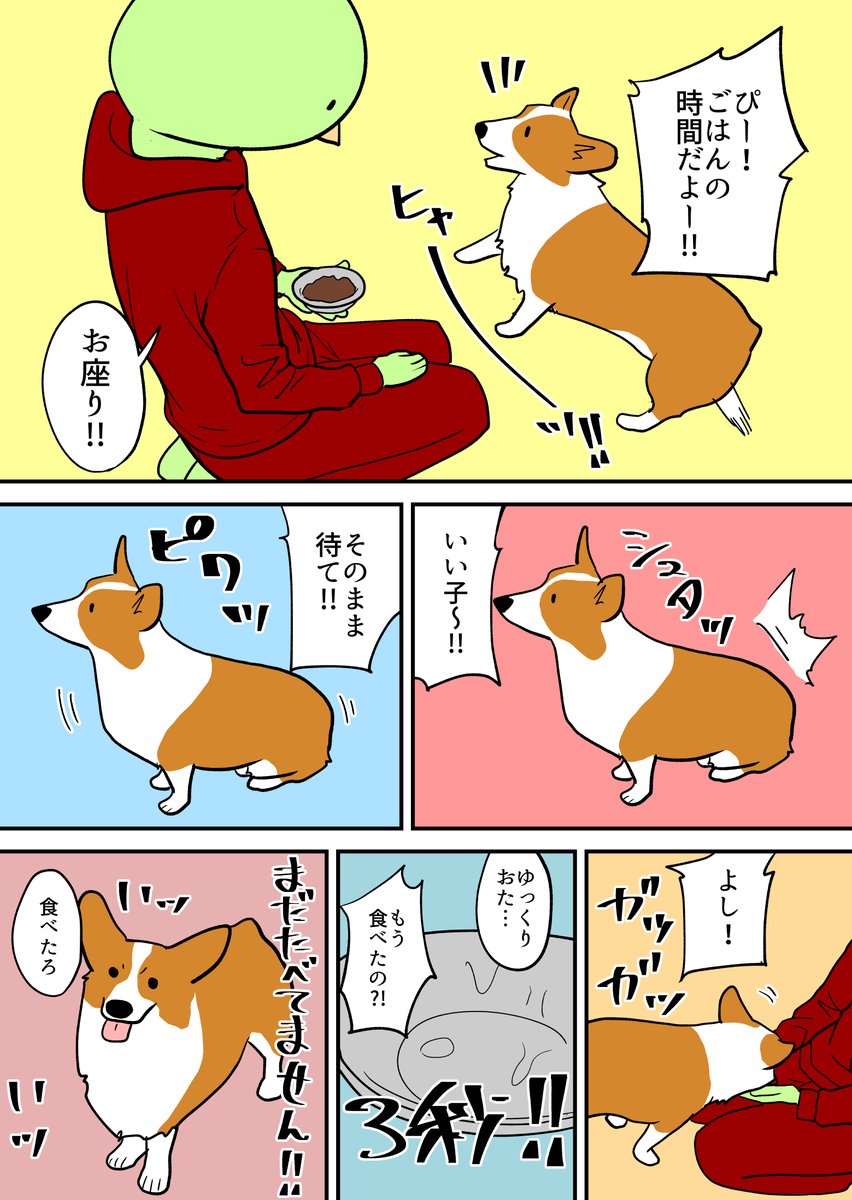 コーギーにご飯あげる 