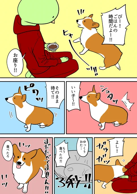 コーギーにご飯あげる 