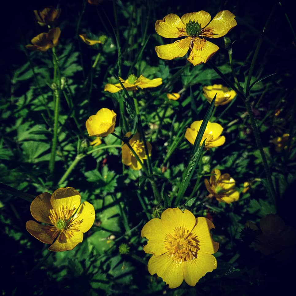#buttercups #wildflowers #yellowflowers #meadowflowers #countryside #nature #feelslikesummer #yorkshirewolds #eastridingofyorkshire #lovewhereyoulive