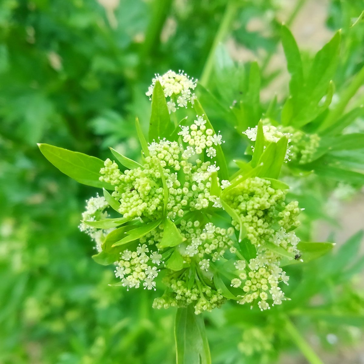 あお على تويتر セロリの花 食べられる花 セロリの花