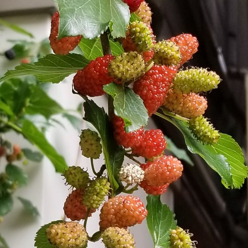Akizaki 桑の実を戴いた 桑の木はクワ科クワ属の果樹の総称 ヤマグワ カラヤマグワ という種類が蚕の飼料として育てられ 赤から黒へと熟す果実は英語で マルベリー と呼ばれ 甘酸っぱい味わい葉はお茶や漢方として有名 甘酸っぱいのでジャムに Akizaki 桑の実を戴いた 桑の木はクワ科クワ属の果樹の総称 ヤマグワ カラヤマグワ という種類が蚕の飼料として育てられ 赤から黒へと熟す果実は英語で マルベリー と呼ばれ 甘酸っぱい味わい葉はお茶や漢方として有名 甘酸っぱいのでジャムに
