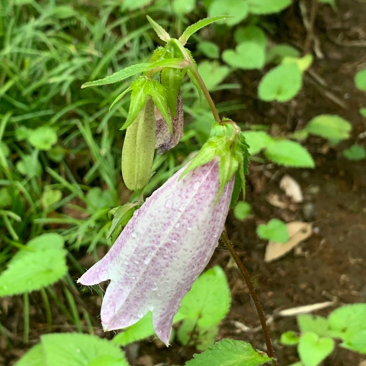 ミ ェ ミ キキョウ科カンパニュラ属 多年草 ヤマホタルブクロ 山蛍袋 花言葉 忠実 慶應義塾大学 日吉キャンパス Keio Univ Pr In 横浜市 神奈川県 T Co Q1mfcc9anc ミ ェ ミ キキョウ科カンパニュラ属 多年草 ヤマホタルブクロ 山蛍袋 花言葉 忠実 慶應義塾大学 日吉キャンパス Keio Univ Pr In 横浜市 神奈川県 T Co Q1mfcc9anc