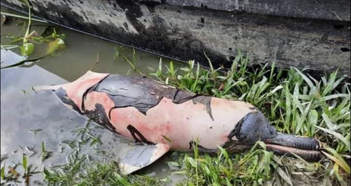 jyotideepb's tweet photo. 5days..And oil and toxic gas still coming out of Baghjan oil filed Tinsukia,Assam. Oil India limited yet to control the leak and oil well blow out. As a result locals had to leave their houses. River dolphin dying.biodiversity under threat. @dpradhanbjp https://t.co/4nlHsbEC1u