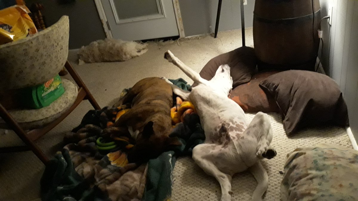 JackGoGames's tweet photo. #RuffLife https://t.co/it02M3RByn
