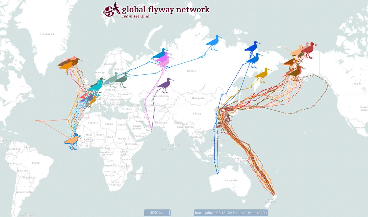 Global Flyway Network tweet media