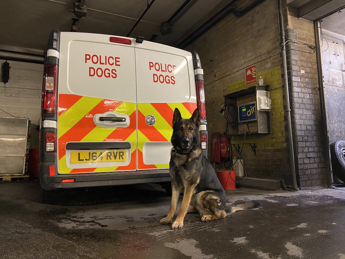 CityPoliceDogs's tweet photo. Busy night for PD Lester, found a suspect hiding (Lester always wins hide & seek), found property discarded, cannabis factory discovered and with PD Lester on duty they ran straight into officers waiting! Total of 6 arrests! #PDLester #Teamwork @MPSEnfield @CityPoliceCops https://t.co/8GJfcoMtRl